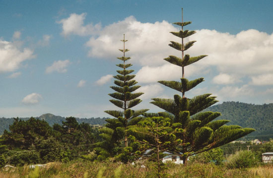 Nz0028
